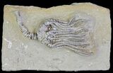 Exquisite , Platycrinites Crinoid - Crawfordsville, Indiana #65986-1